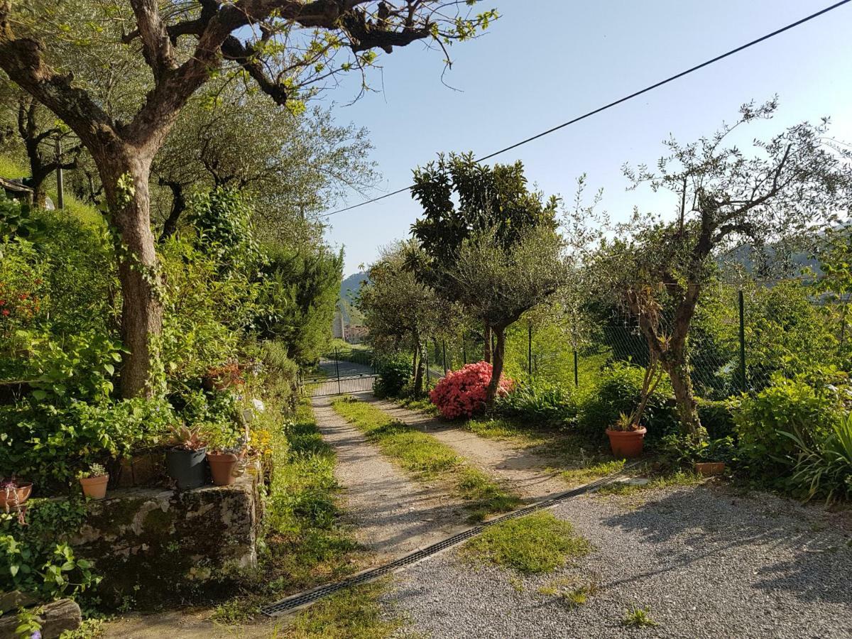 Ferienwohnung Tra Gli Olivi Lucca Exterior foto